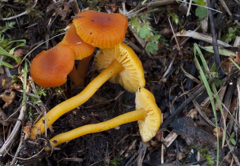 Hygrocybe miniata